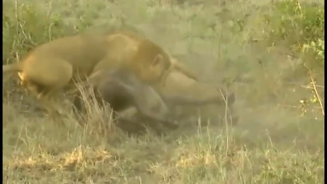 Самое Удивительное Нападения Дикого Животного Льва Анаконда Леопарды Гиены Буйволы Безумных Животны смотреть онлайн