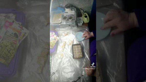 Посадка перца в вермикулит и пикировка