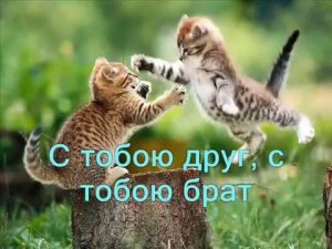 Всем помаши рукой