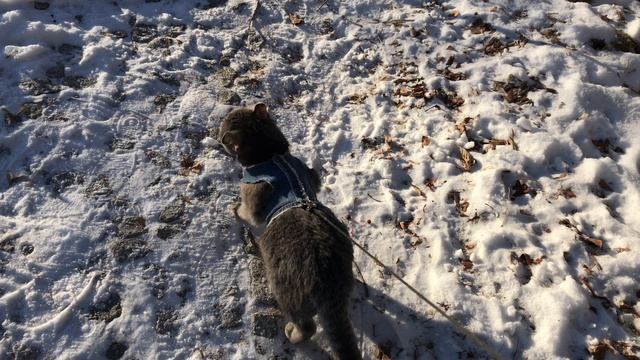 Кошка Буся требует чтоб её пустили на дачу смотреть онлайн