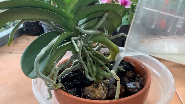 100 times stronger than fertilizer! Use once to make orchids bloom for 1 year смотреть онлайн