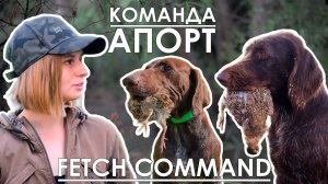 Как научить собаку команде апорт? / How to teach a dog to fetch