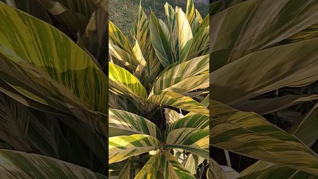 Alpinia zerumbet variegata смотреть онлайн
