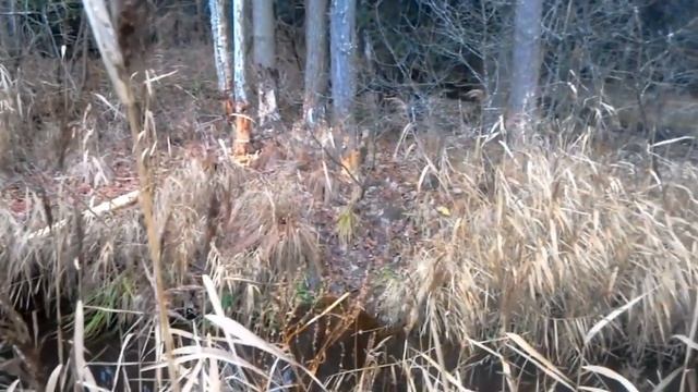 Лесная красота Прогулка по осеннему лесу смотреть онлайн