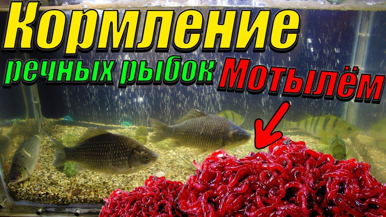 Кормление карасей, окуней и плотвы живым мотылём! [Кормление речных рыб] смотреть онлайн