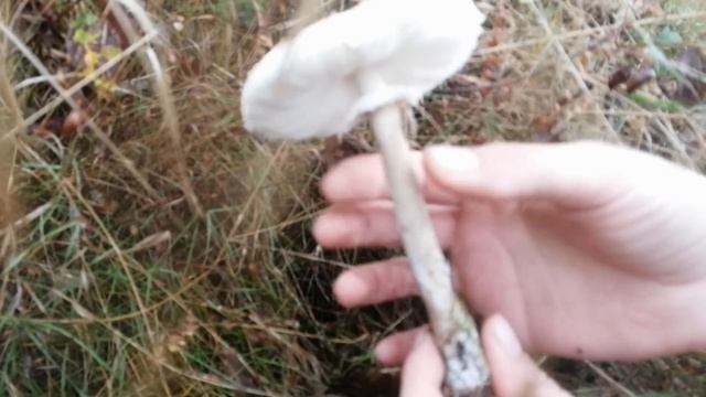 Пошли за ОПЯТАМИ, а попали в ГРИБную сказку! Сбор Подосиновиков 2020 смотреть онлайн