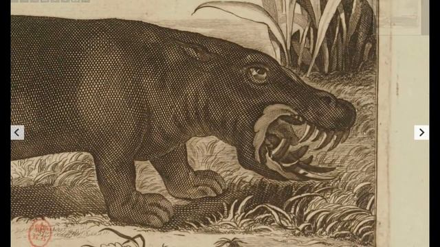 книга с гравюрами про египет. гравюры