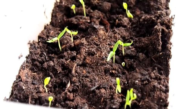 Выращиваем перец чили дома. Часть 3: перцы прорастают, таймлапс! смотреть онлайн