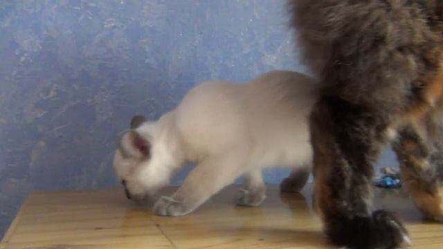 Тайская кошка Орхидея, блю-пойнт, 2,5 месяца смотреть онлайн