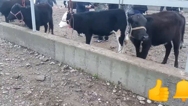 БЕКОБОД МОЛ БОЗОРИ ЖУМА БОЗОР 28.03.2021