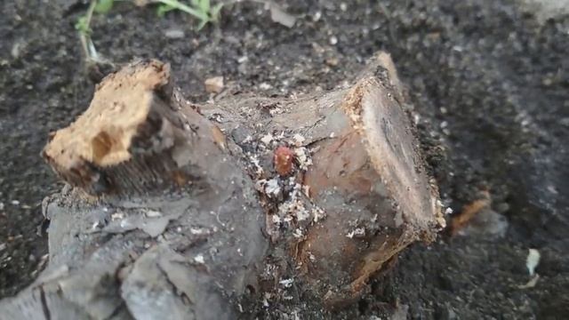 Как спасти розу, оставшуюся без побегов. смотреть онлайн