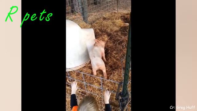 Лучшие приколы над животными... Смех до слез!!! смотреть онлайн