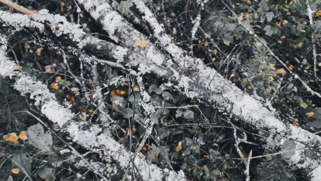 VID 20220920 165034 Я знаю, родятся песни...1920 (Н. Клюев)...Павел Васильев Лахтинский смотреть онлайн