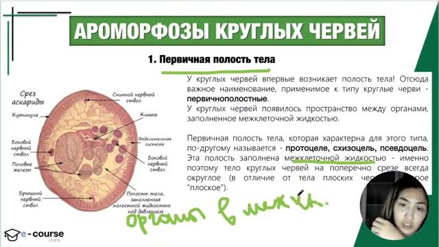 Все ароморфозы червей смотреть онлайн