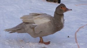 СЕРЕБРО. Окрасы индоуток: часть 7 - серебристый окрас. Окрасы мускусных уток