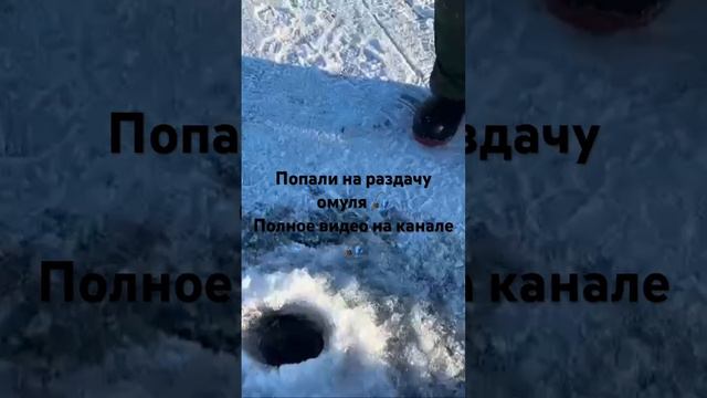 Бешеный клёв омуля 2024 🎣 #байкал #живинабайкале #омуль #рыбалка #рыбалканаомуля смотреть онлайн