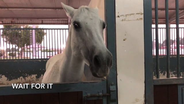 Funny horses & cat #funnyhorses #funnycat смотреть онлайн