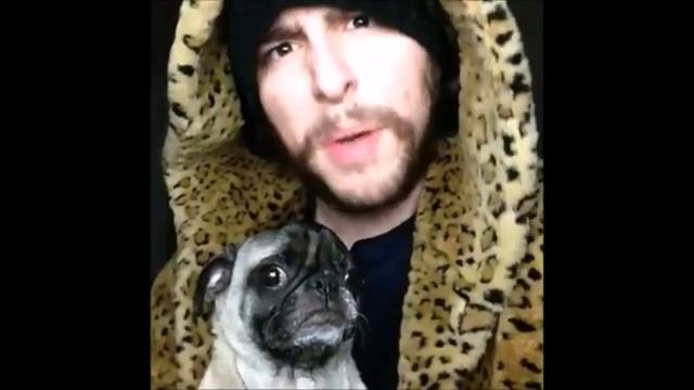 Подборка видео про собак.