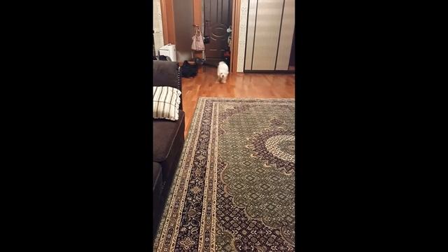 Бишон фризе и Корниш. Кот и собака. Cat dog смотреть онлайн