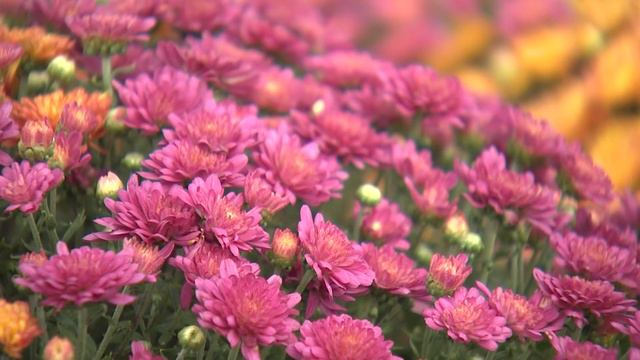 Mums and Mari-Mums смотреть онлайн