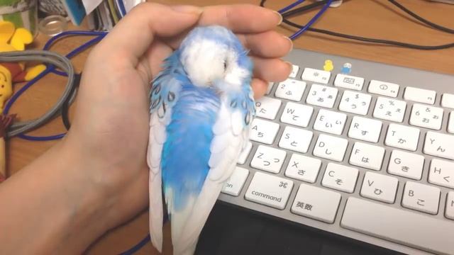 ちょっと強引に飼い主で暖をとるインコ смотреть онлайн