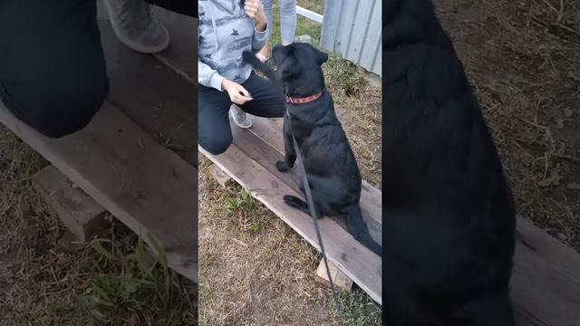 КОРМ ДЛЯ СОБАК #глебушка Премиум для Чемпионов Для заказа - пишите или звоните 8-963-537-2404 смотреть онлайн