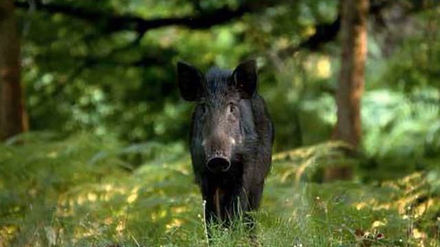 Онлайн экскурсия «Красоты Кавказских гор» смотреть онлайн