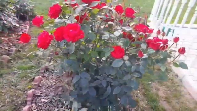 135 Розы -5 самых красивых и обильно цветущих в моем саду в этом сезоне! смотреть онлайн