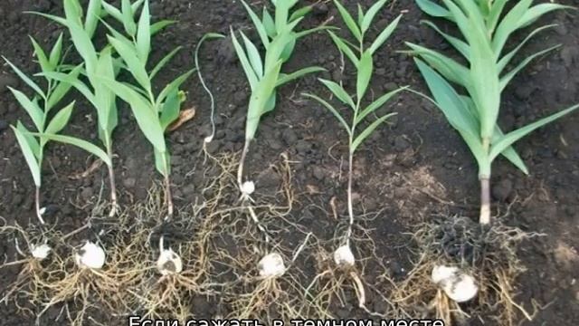 Когда рассаживать лилии