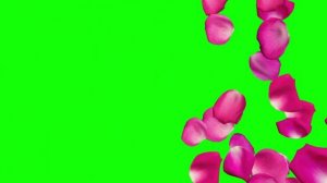 футаж ЛЕПЕСТКИ РОЗ на зеленом фоне. 7 видео на хромакее.