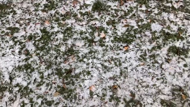 Структурированная икра. Пробует муж / Зубная история 1 / В Перекрёстке и Магнит 20 ноября 2023 г.