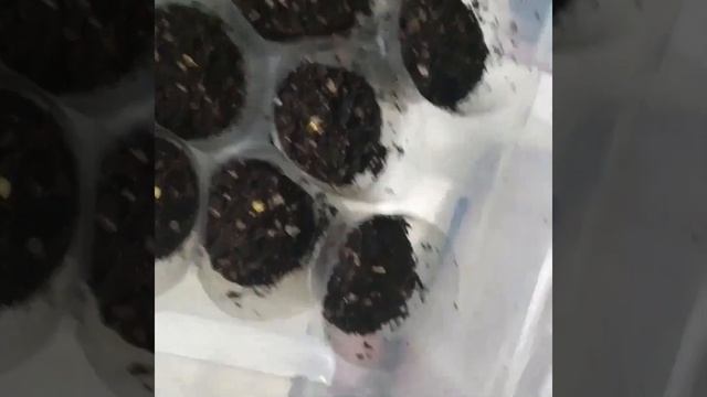 ПЕЛАРГОНИЯ КАРЛИКОВАЯ серия НАНО, проращивание семян, НЕОЖИДАННЫЙ ПОВОРОТ событий... смотреть онлайн