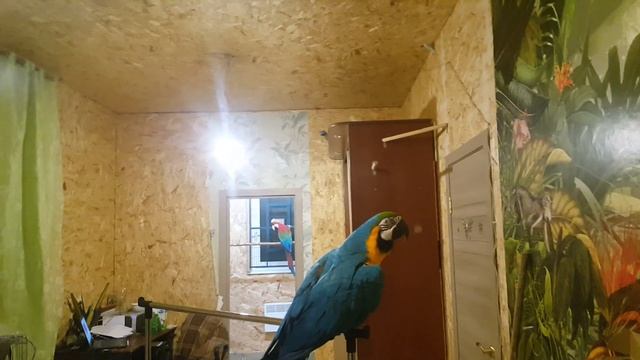 Три попугая на прогулке смотреть онлайн