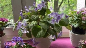 Трейлерные ФИАЛКИ. Кустовые и ампельные. Стандарты и миниатюры, листовые химеры.