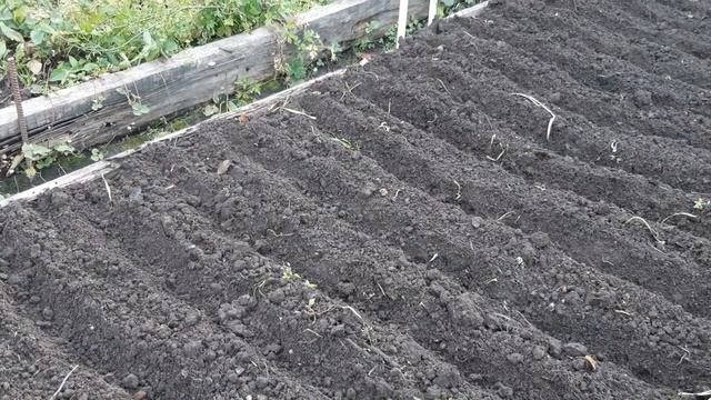 Как посадить чеснок смотреть онлайн