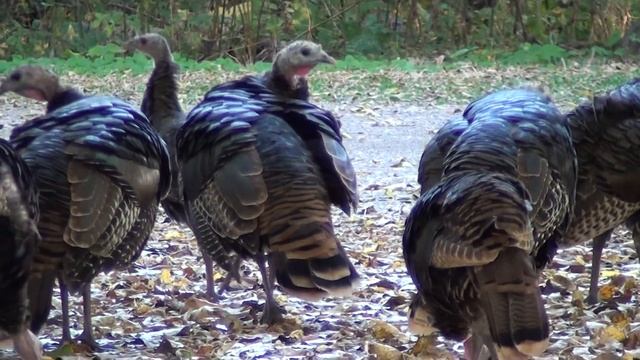 Wild Turkeys (Phasianidae: Meleagris gallopavo) смотреть онлайн