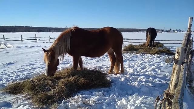 Чем кормить лошадь. смотреть онлайн