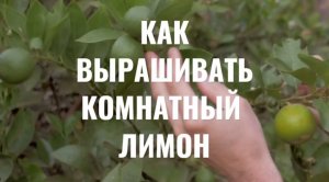 ?? ВЫРАЩИВАНИЕ КОМНАТНОГО  ЛИМОНА. Уход за лимоном в домашних условиях