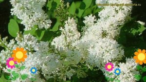 Сирень жозифлекса Анна Амхоф. Краткий обзор, описание syringa x josiflexa preston Anna Amhoff