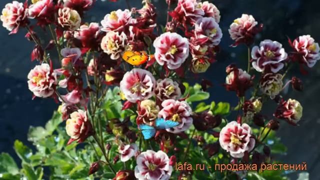 Аквилегия обыкновенная Винки Ред-Вайт ? обзор: как сажать, рассада аквилегии Винки Ред-Вайт смотреть онлайн