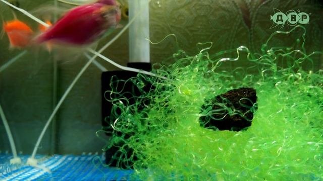 ТЕРНЕЦИЯ ГЛОФИШ GLOFISH РАЗВЕДЕНИЕ!