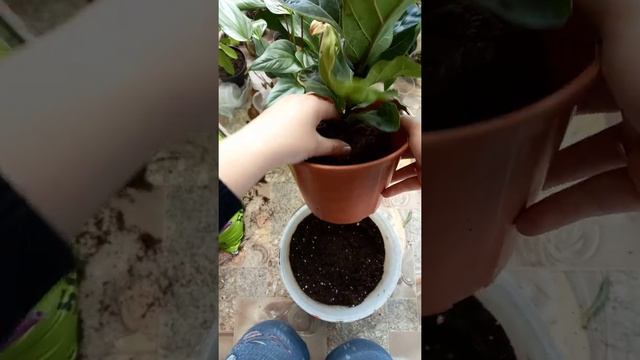 Как подобрать горшок по размеру для пересадки цветов смотреть онлайн