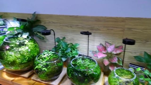 ЧИСТКА 15ти АКВАРИУМОВ!? | CLEANING 15 AQUARIUMS смотреть онлайн