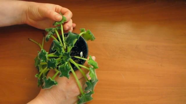 У фиалки вялые листья!!! и при этом мокрая земля!!! это -загнивание корней. Юлия Датта смотреть онлайн