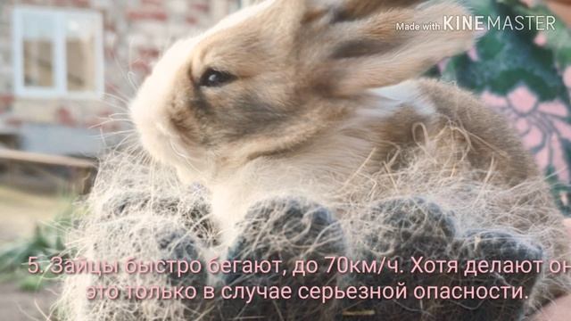 Факты о Зайцах смотреть онлайн
