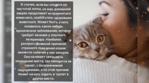 Кот писает в лоток а какает на пол почему?