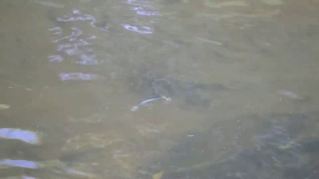 Воблер Fishmaster CRYSTAL SHAD J-FH 155мм