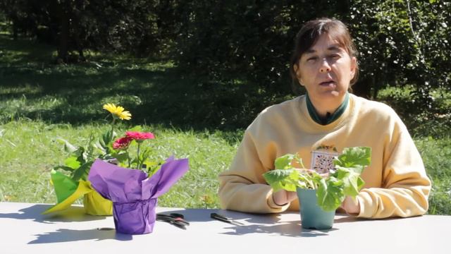 How to Prune a Gerbera : Gerbera Plant Care смотреть онлайн