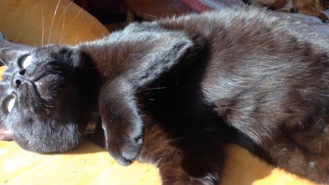 Люблю котов. смотреть онлайн