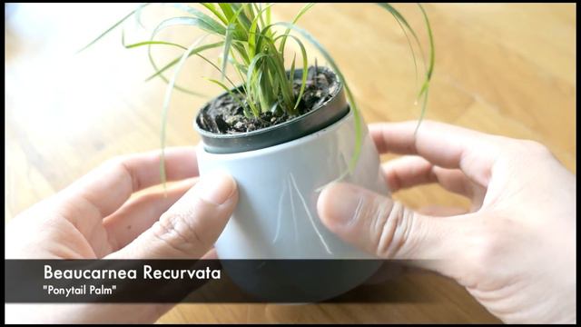 Plant Haul! смотреть онлайн